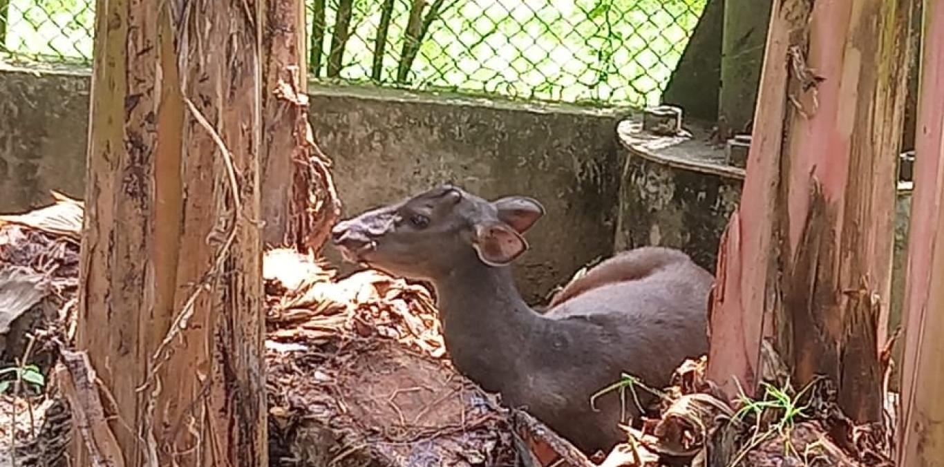 VENADO RESCATADO EN VERSALLES AHORA VIVIRÁ EN RESGUARDO ANIMAL DE LA UNIÓN