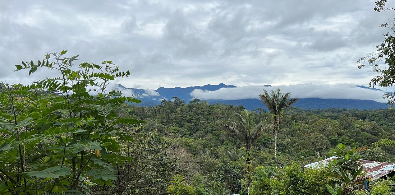 SENDERO VENADO VERDE: DONDE SE PASÓ DE LA TALA DE ÁRBOLES AL TURISMO DE NATURALEZA