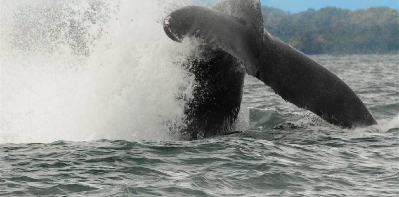 ¡LLEGARON LAS BALLENAS! ASÍ SE RECOMIENDA VERLAS