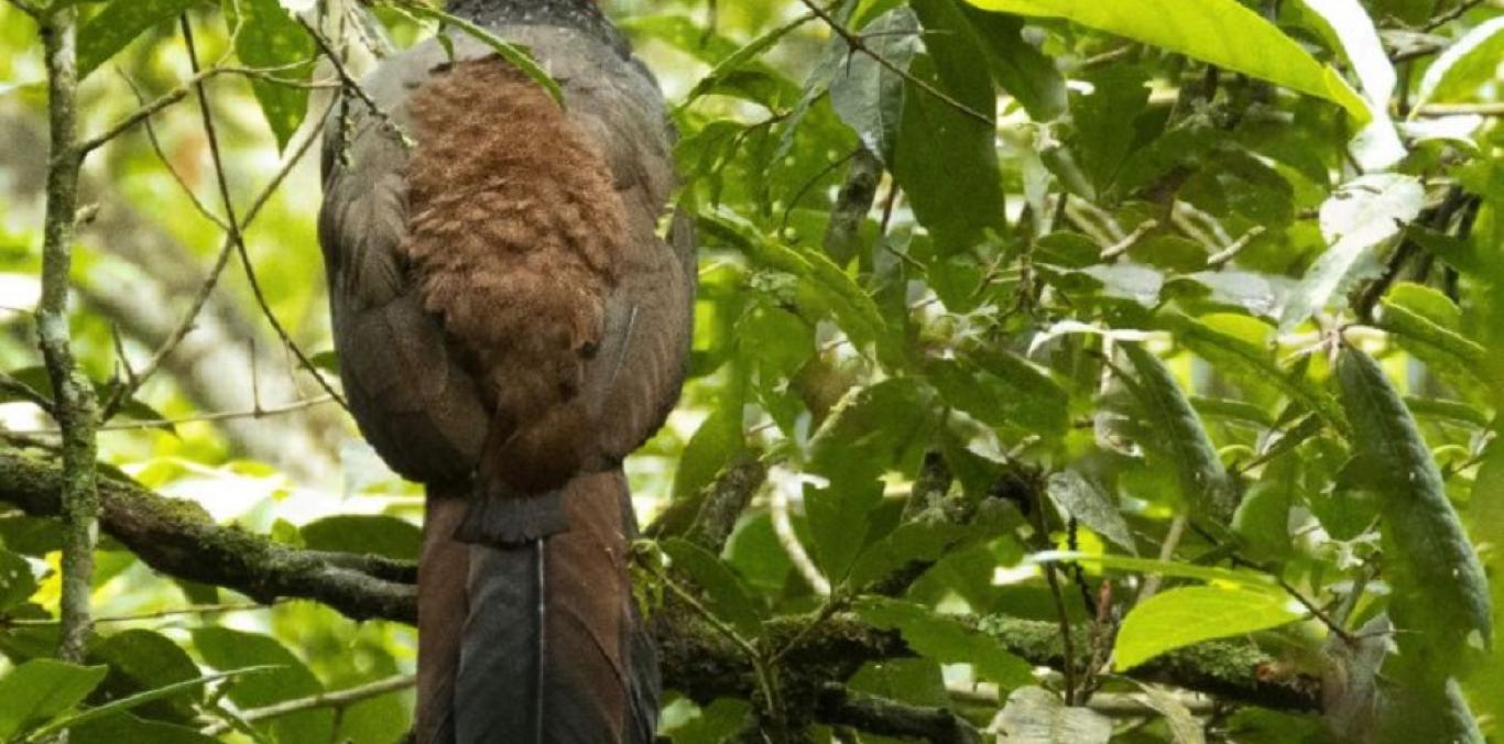 ¡BUENAS NOTICIAS! EN UN 430 % AUMENTÓ POBLACIÓN DE PAVA CAUCANA, ESPECIE AMENAZADA