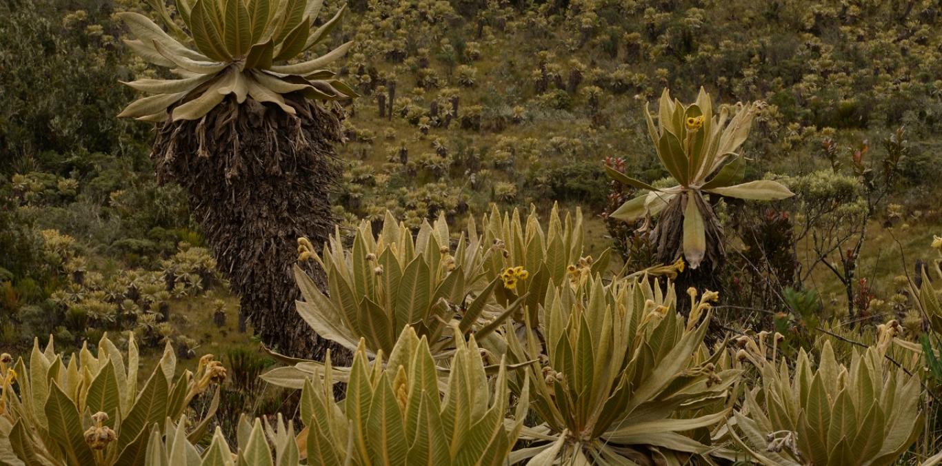 CVC LANZA CARTILLA ILUSTRADA SOBRE EL PARQUE NATURAL REGIONAL PÁRAMO DEL DUENDE