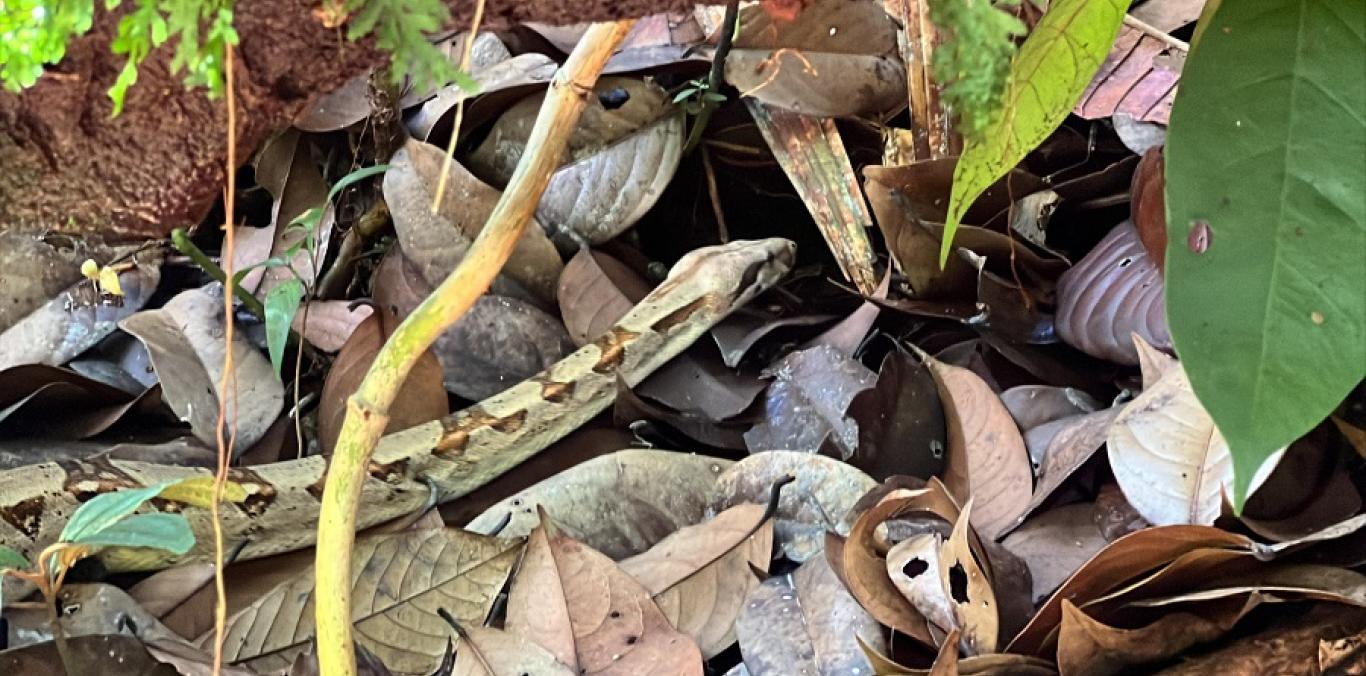 EL PACÍFICO VALLECAUCANO SE CONVIRTIÓ EN UN PUERTO DE LIBERTAD PARA 51 ESPECIES DE FAUNA