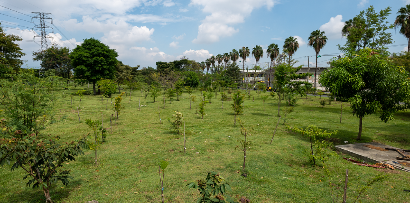 SE BUSCA ALCALDE QUE QUIERA UN BOSQUE URBANO EN SU MUNICIPIO