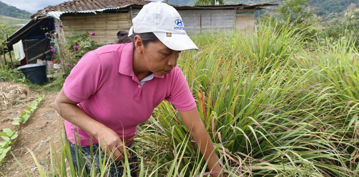 COSMÉTICOS A BASE DE PLANTAS MEDICINALES SE ELABORAN EN PALMIRA