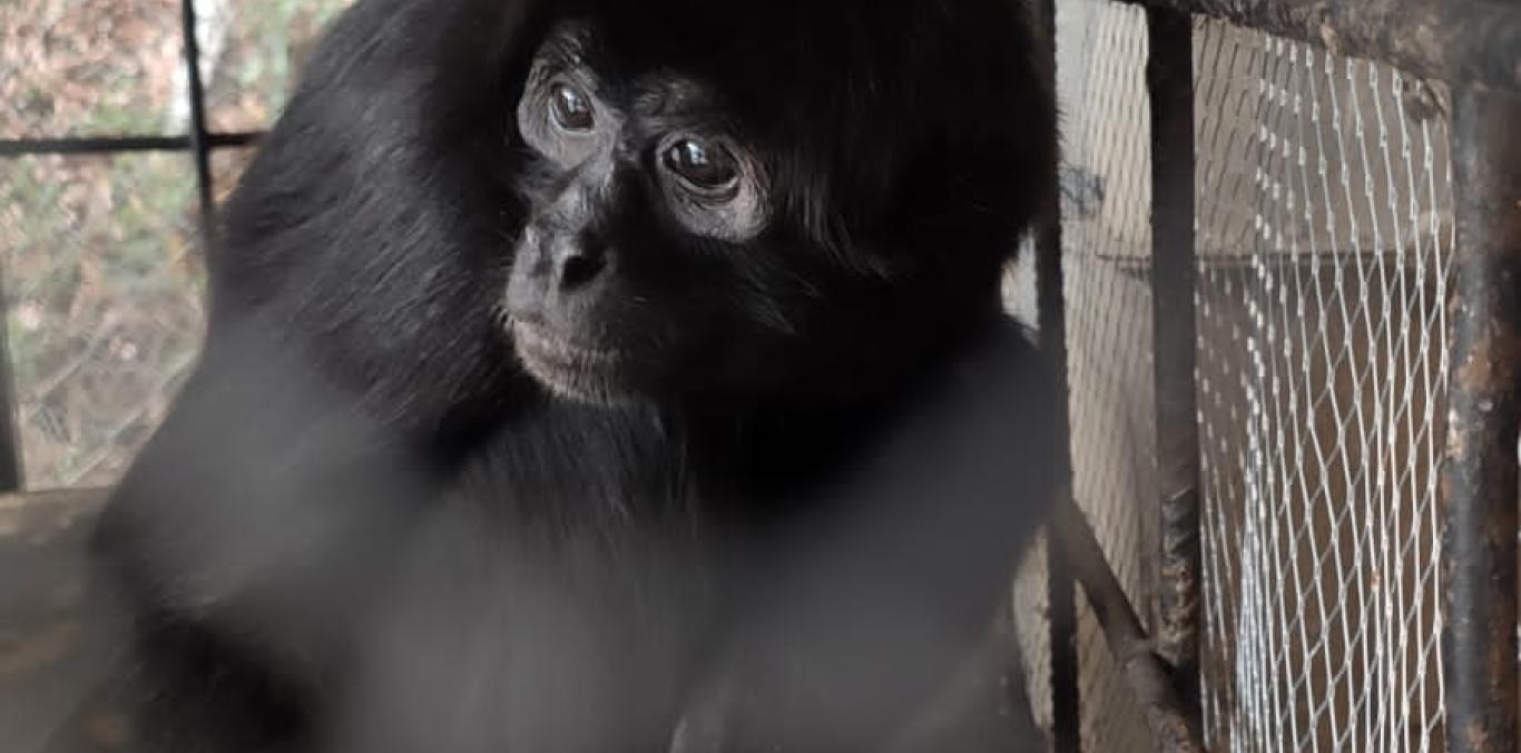 PRIMATE EN PELIGRO CRÍTICO DE EXTINCIÓN FUE RESCATADO CERCA A ZONA URBANA DE BUGA