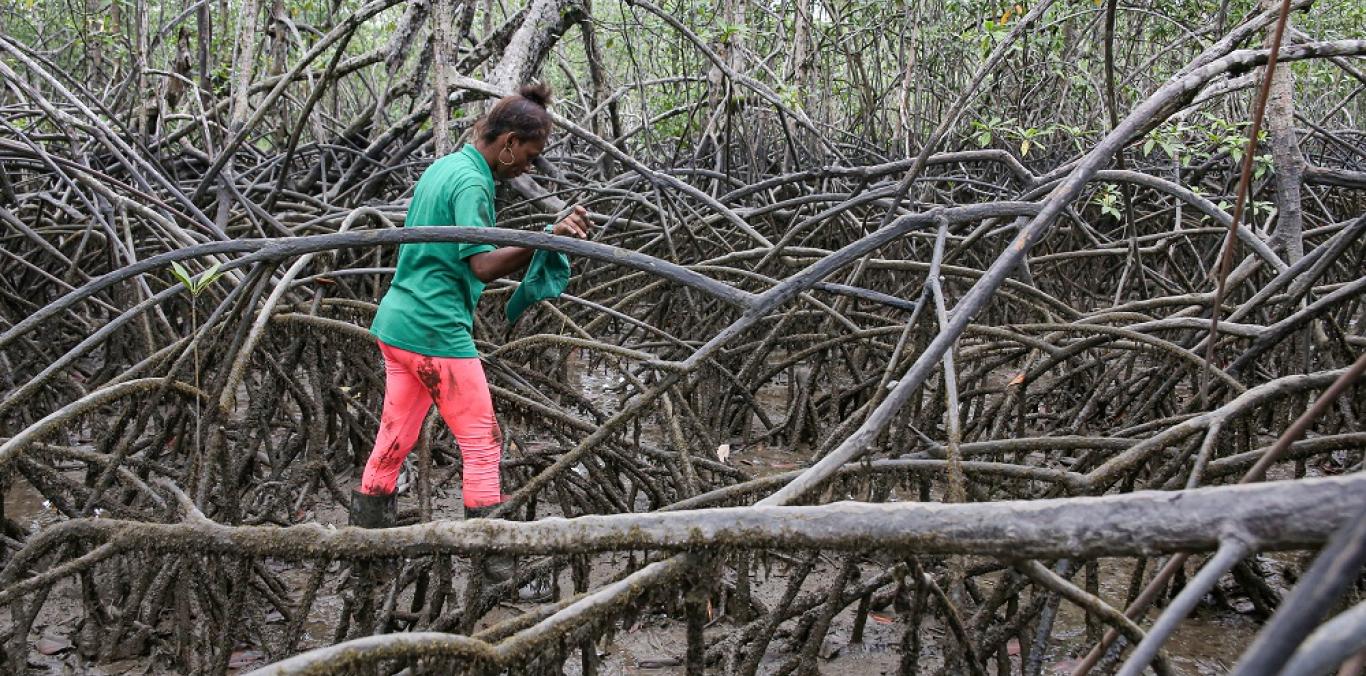 EL "PIANGÜEO" DE MUJERES DEL PACÍFICO PODRÍA SER PATRIMONIO INMATERIAL DE LA HUMANIDAD