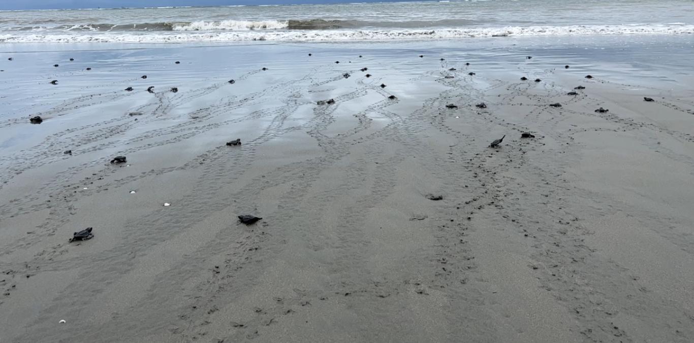 500 NEONATOS DE TORTUGAS MARINAS FUERON LIBERADOS