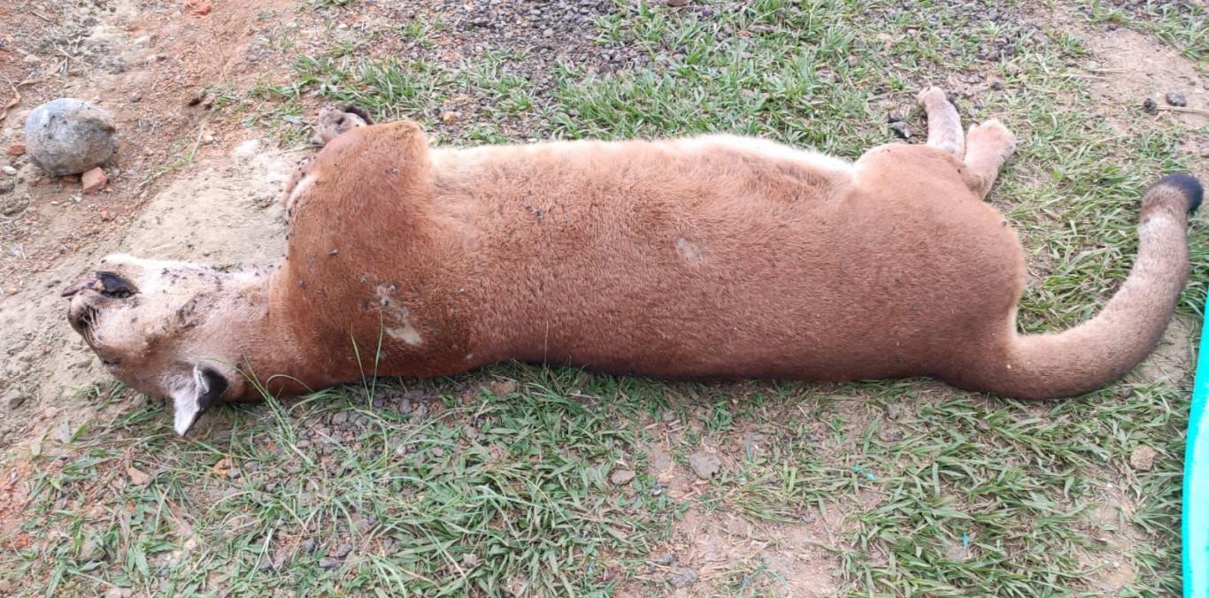 CVC INVESTIGA LAS CAUSAS DE LA MUERTE DE UN PUMA HALLADO EN ZONA RURAL DE YOTOCO