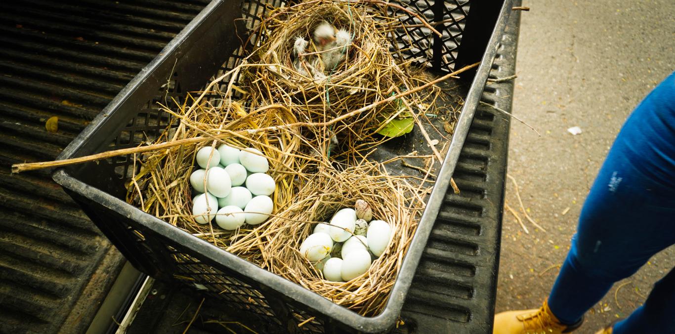 CVC ADELANTÓ TRABAJOS DE CONTROL DE LA ESPECIE GARZA DE GANADO EN EL LAGO CHILICOTE