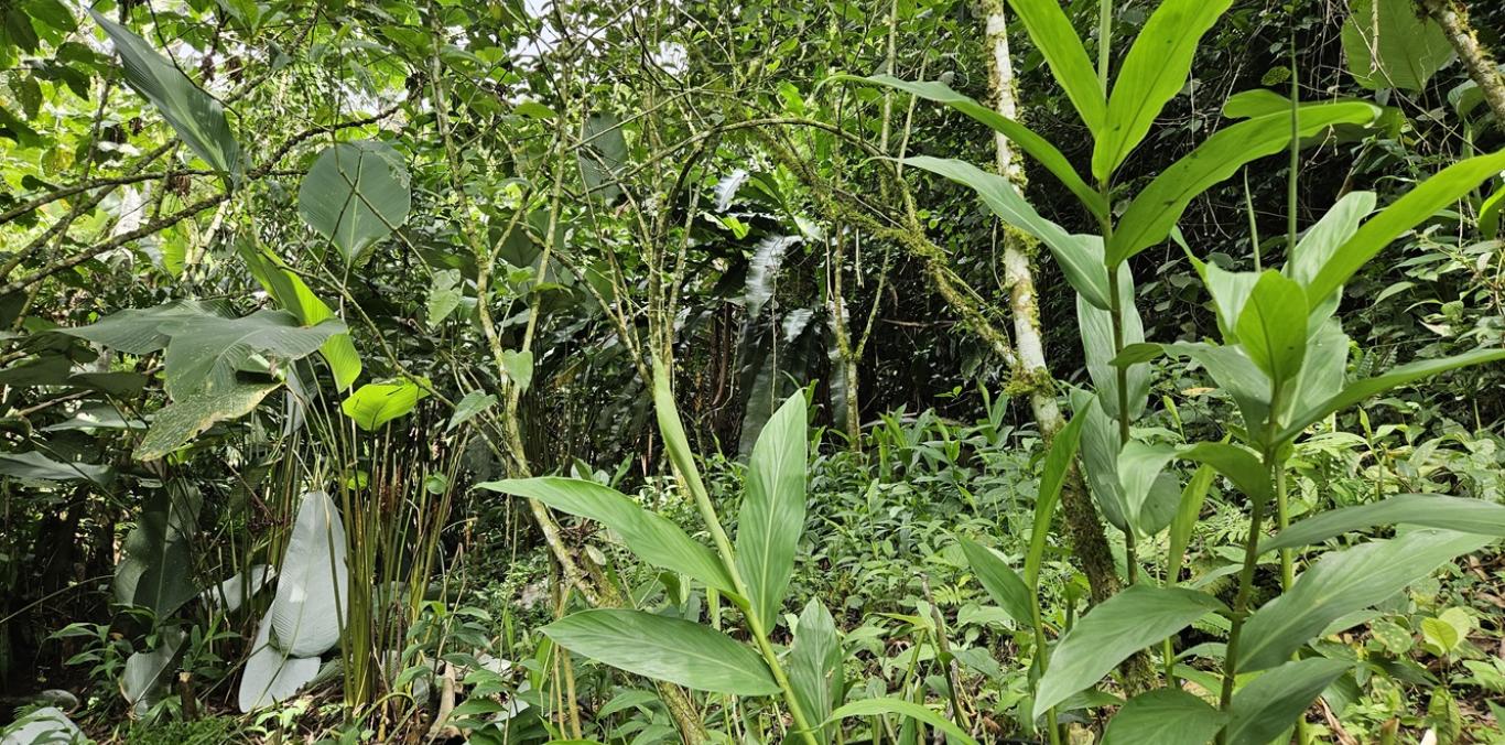 COMUNIDADES DE ZABALETAS, EN DAGUA, COMPROMETIDAS CON LA PROTECCIÓN DEL AGUA   