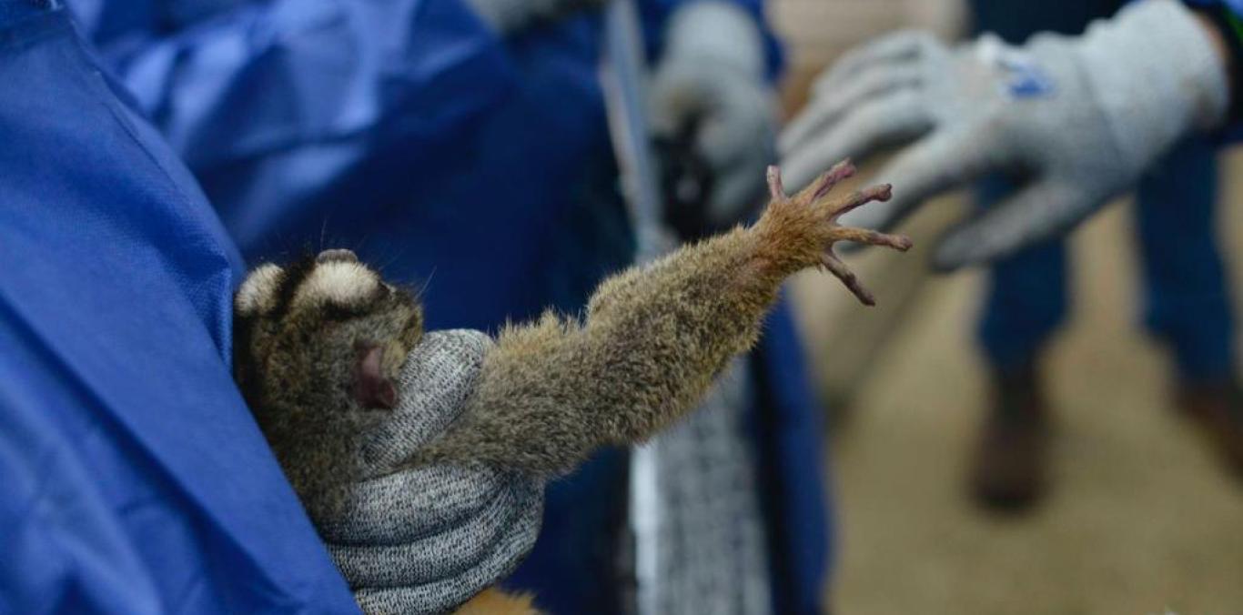 MÁS DE MIL MILLONES DE PESOS DEBERÁN PAGAR ENTIDADES QUE EXPERIMENTABAN CON PRIMATES