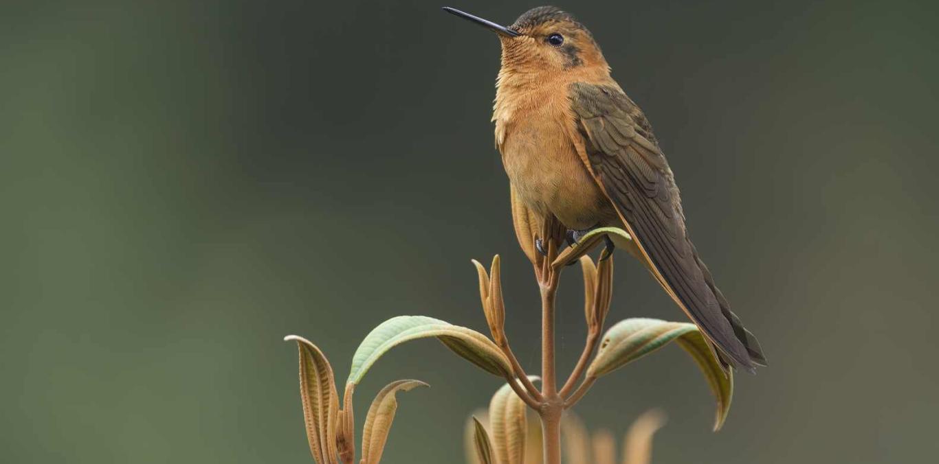 ESTA ES LA PROGRAMACIÓN OFICIAL EN COLOMBIA BIRDFAIR 2024 