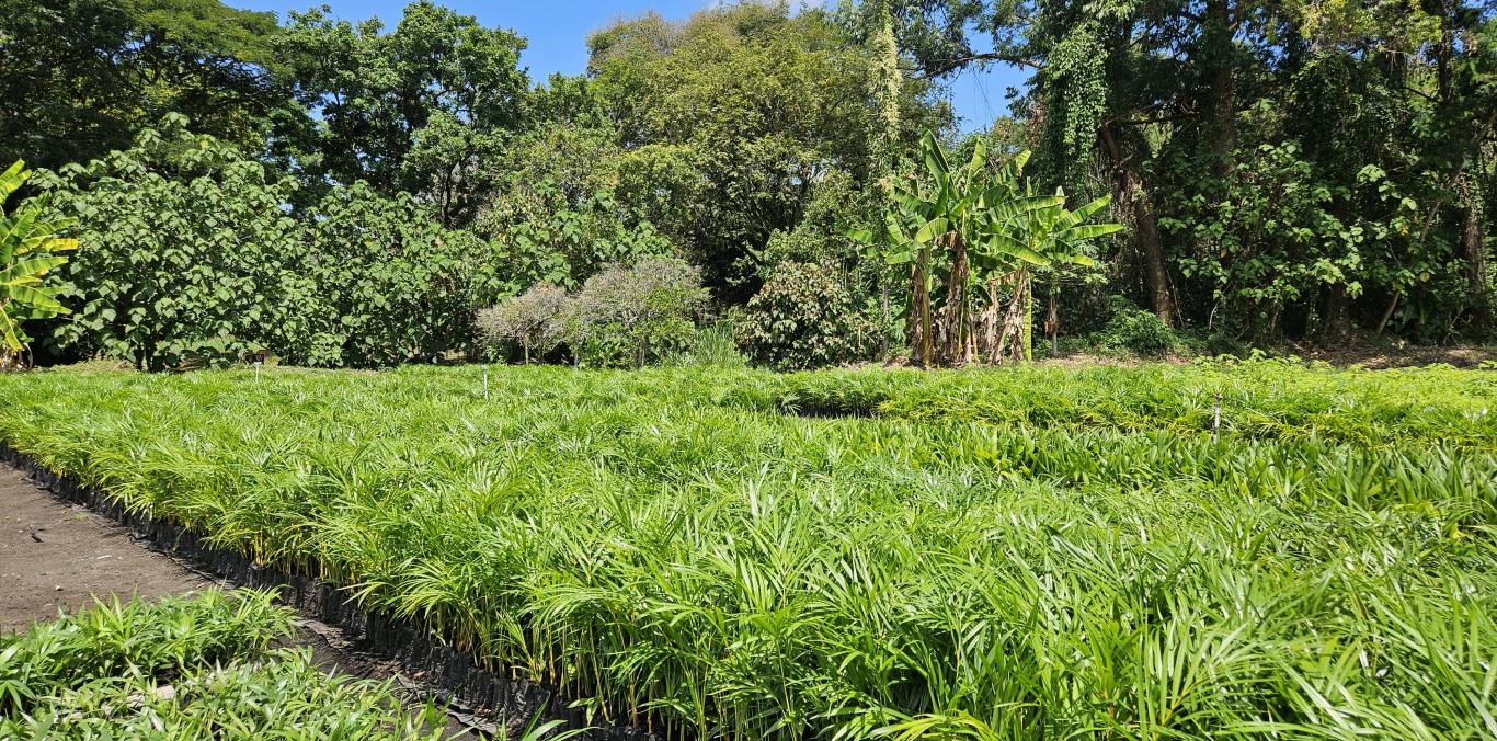 LA CVC ENTREGARÁ 90.000 PALMAS EL DOMINGO DE RAMOS EN EL VALLE DEL CAUCA