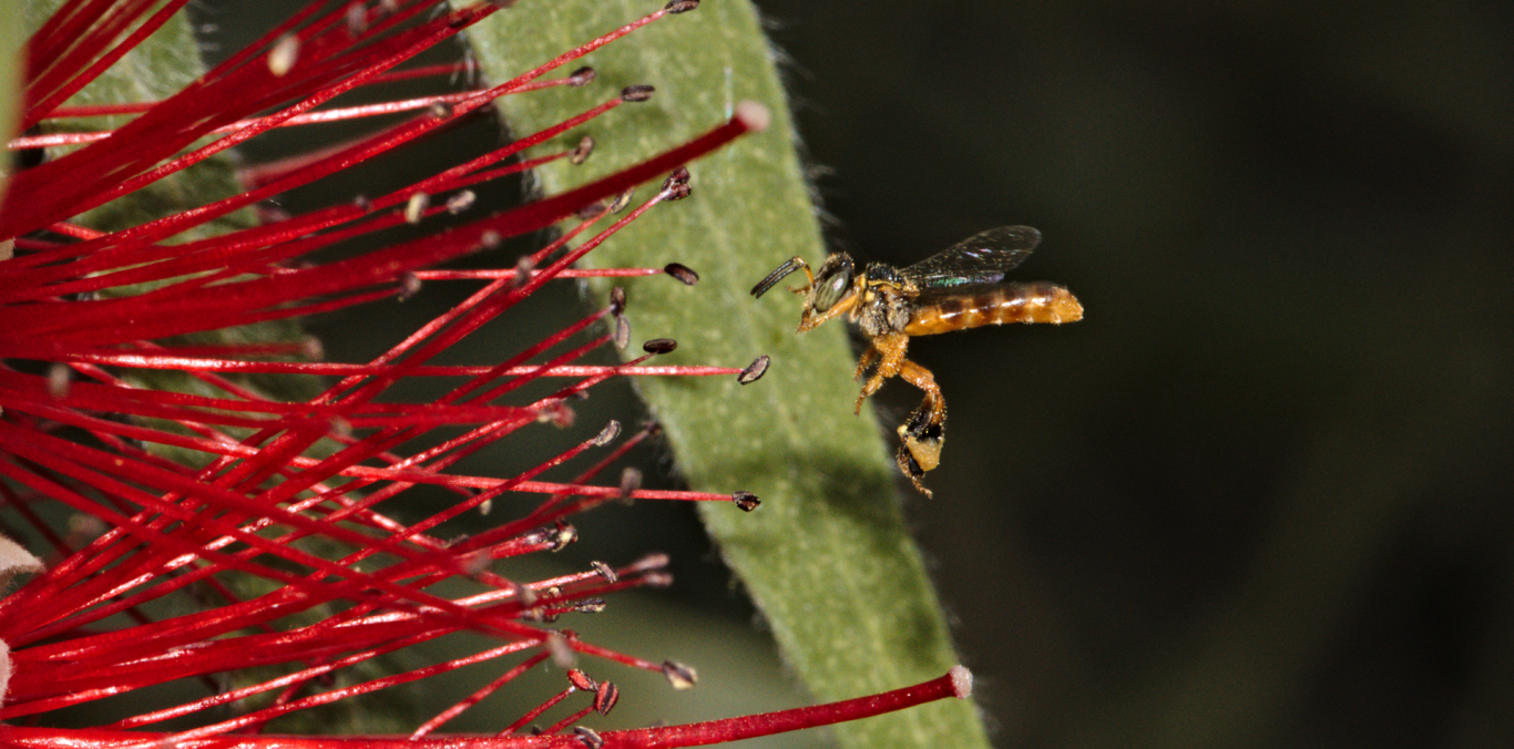 INVESTIGACIÓN DETALLA SEIS NUEVOS REGISTROS DE ABEJAS EN EL VALLE DEL CAUCA