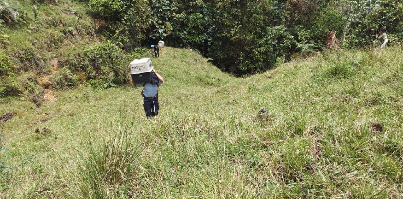 23 GUATINES YA SE ENCUENTRAN EN SU HÁBITAT