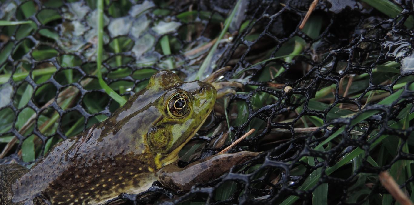 SE REALIZÓ CONTROL DE FAUNA INVASORA 