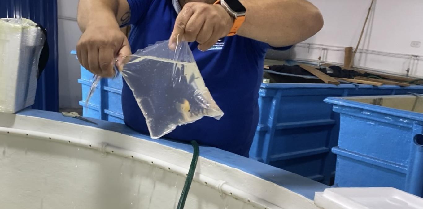 PECES EXÓTICOS DE ASIA, QUE IBAN PARA NARIÑO, FUERON INCAUTADOS EN EL CENTRO DEL VALLE