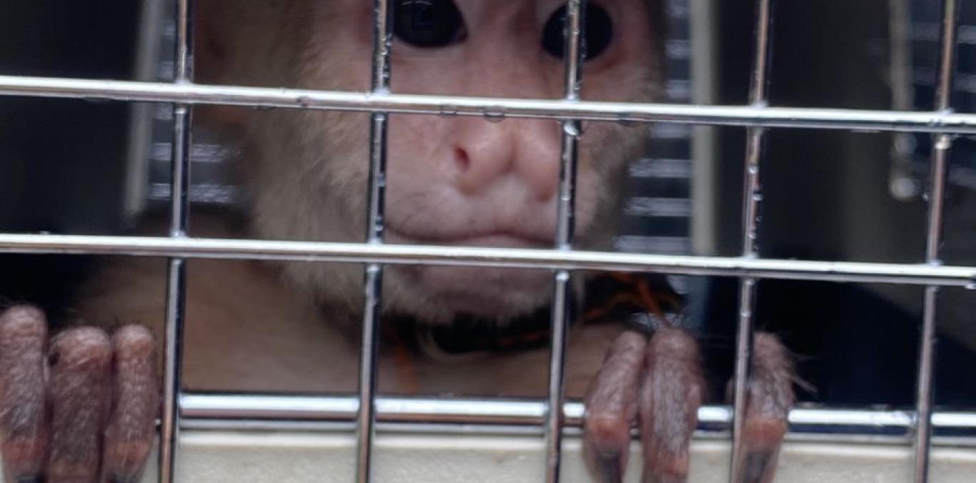 BELÉN, UNA PRIMATE QUE ESTABA EN CAUTIVERIO, RECIBE ATENCIÓN ESPECIALIZADA