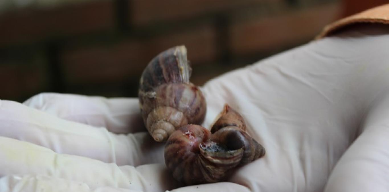  CAICEDONIA SE ESTÁ PREPARANDO PARA EL MANEJO DEL CARACOL GIGANTE AFRICANO