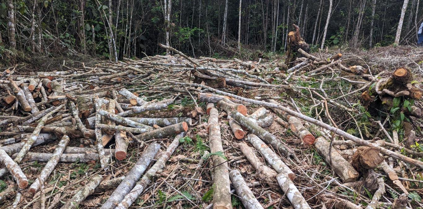 DETENIDAS TRES PERSONAS POR TALA DE ÁRBOLES EN CALIMA EL DARIÉN