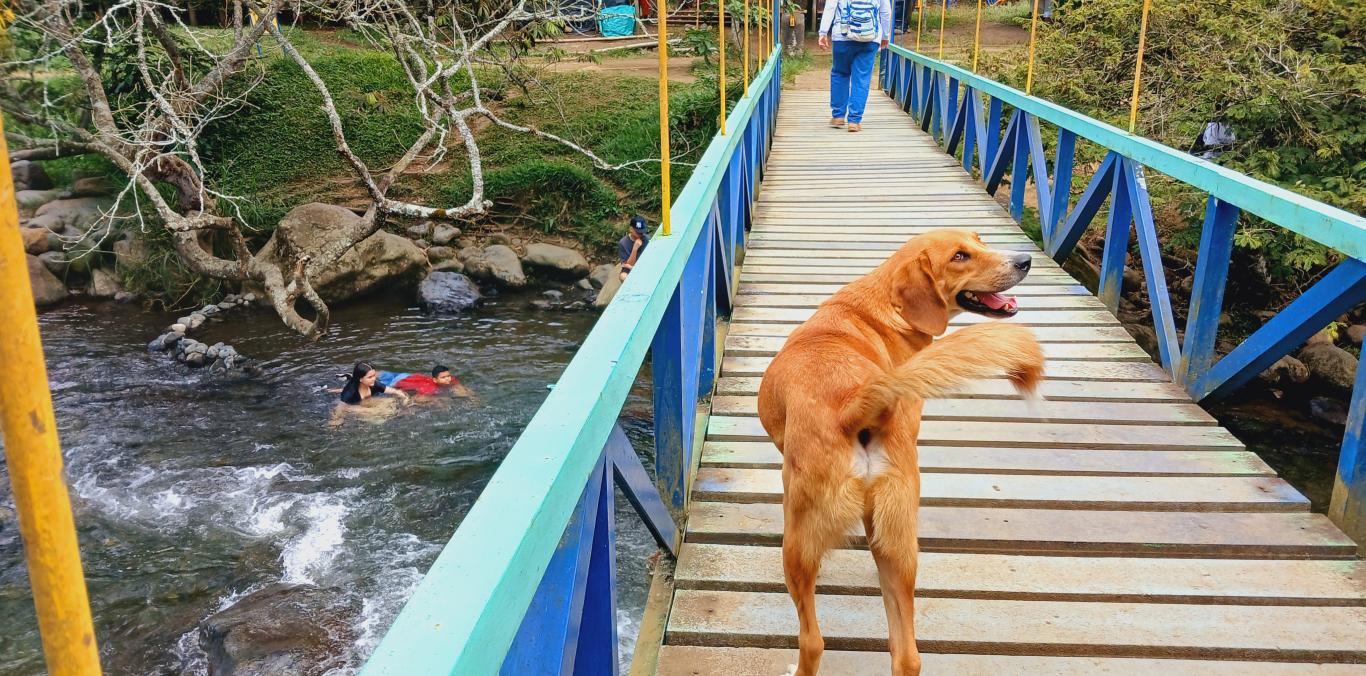 ¡SI VA A PANCE CON SU MASCOTA, SEA RESPONSABLE!