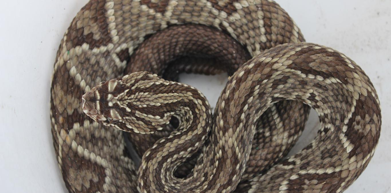 RESCATE DE SERPIENTE CASCABEL EN TULUÁ: UN LLAMADO A LA PRECAUCIÓN