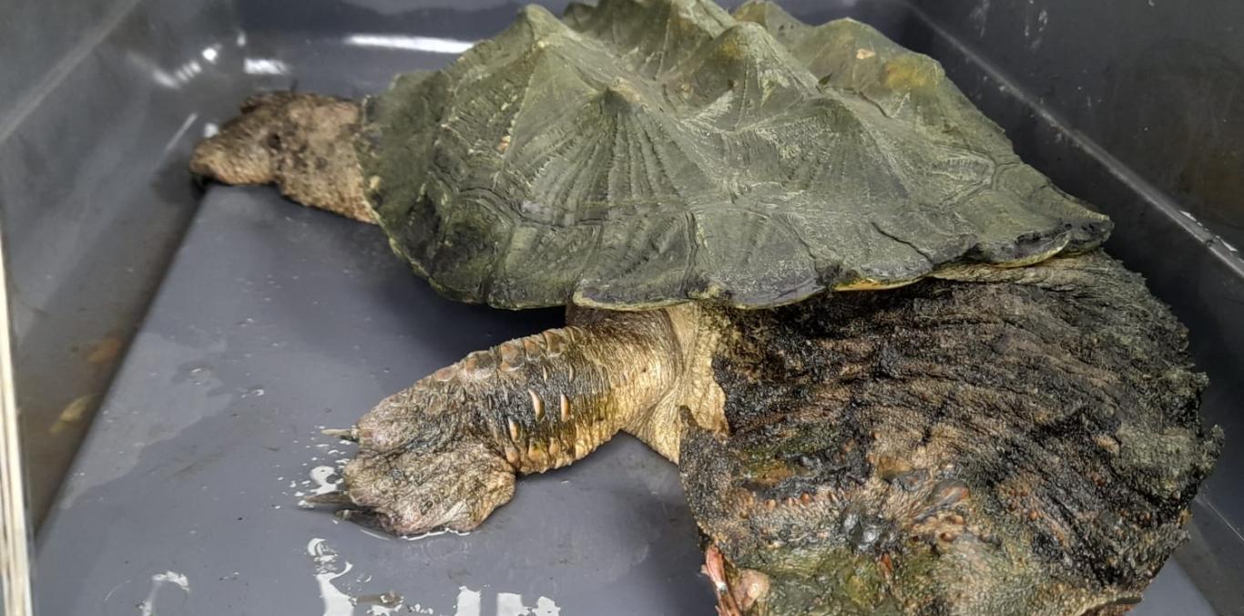 UNA TORTUGA MATAMATA FUE ENTREGADA, TRAS MÁS DE DIEZ AÑOS DE CAUTIVERIO