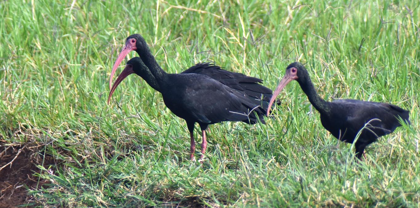 AVES CONOCIDAS COMO IBIS MUEREN POR PROCESO NATURAL EN BUGA: CVC