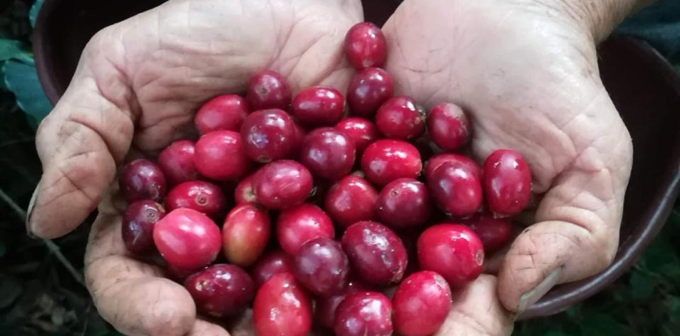 MUJERES LIDERAN PROCESOS AGROECOLÓGICOS EN RESTREPO