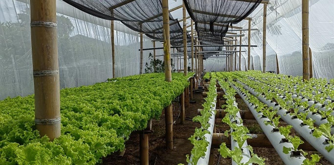  CULTIVO HIDROPÓNICO DE LECHUGA, UNA ALTERNATIVA SOSTENIBLE Y AMIGABLE CON EL AMBIENTE