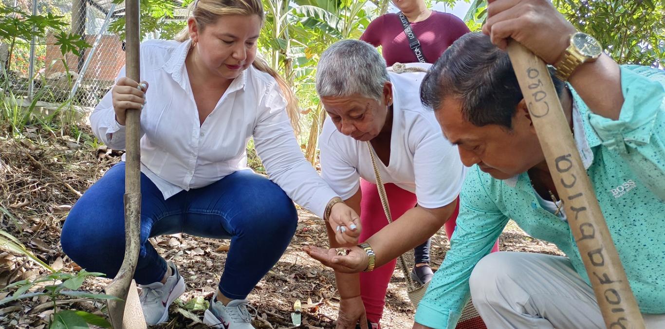 ADULTOS MAYORES DE DAGUA CULTIVAN HUERTA ORGÁNICA URBANA 