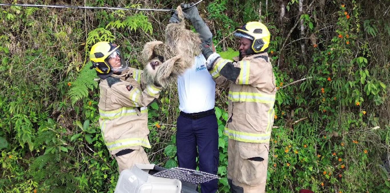 RESCATE EXITOSO DE UN PEREZOSO DE DOS DEDOS