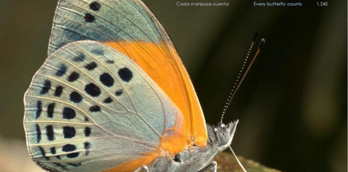 LANZAN LA GUÍA DE MARIPOSAS MÁS COMPLETA DEL PLANETA