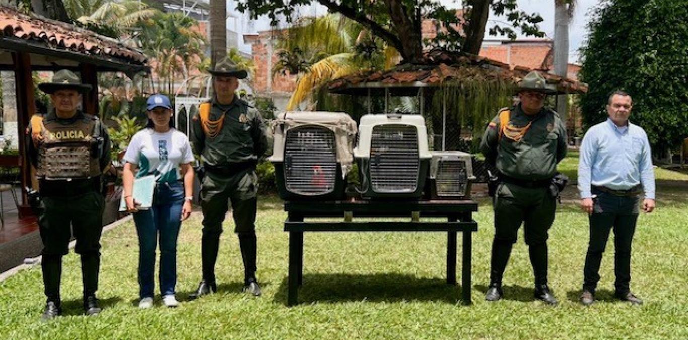 TRES GUACAMAYAS Y DOS LOROS FUERON DECOMISADOS EN UN OPERATIVO EN CARTAGO