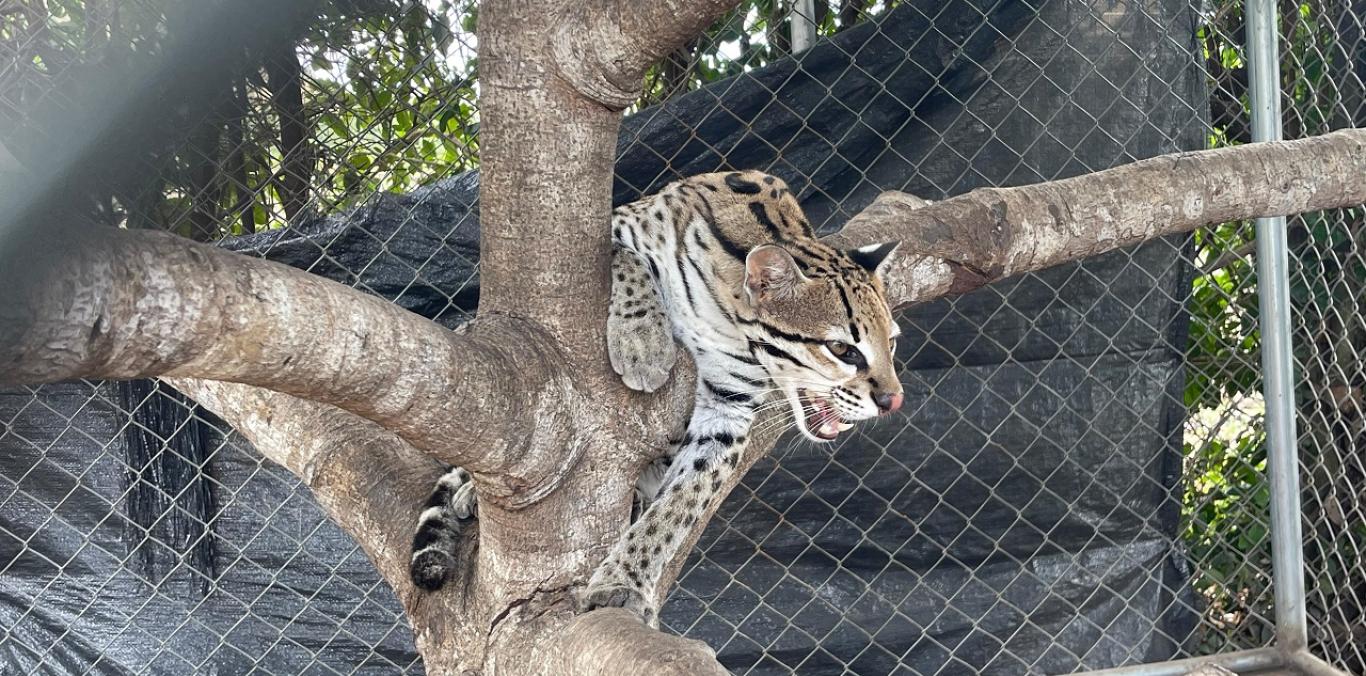 RESCATAN OCELOTE QUE ERA MANTENIDO EN LAMENTABLES CONDICIONES 