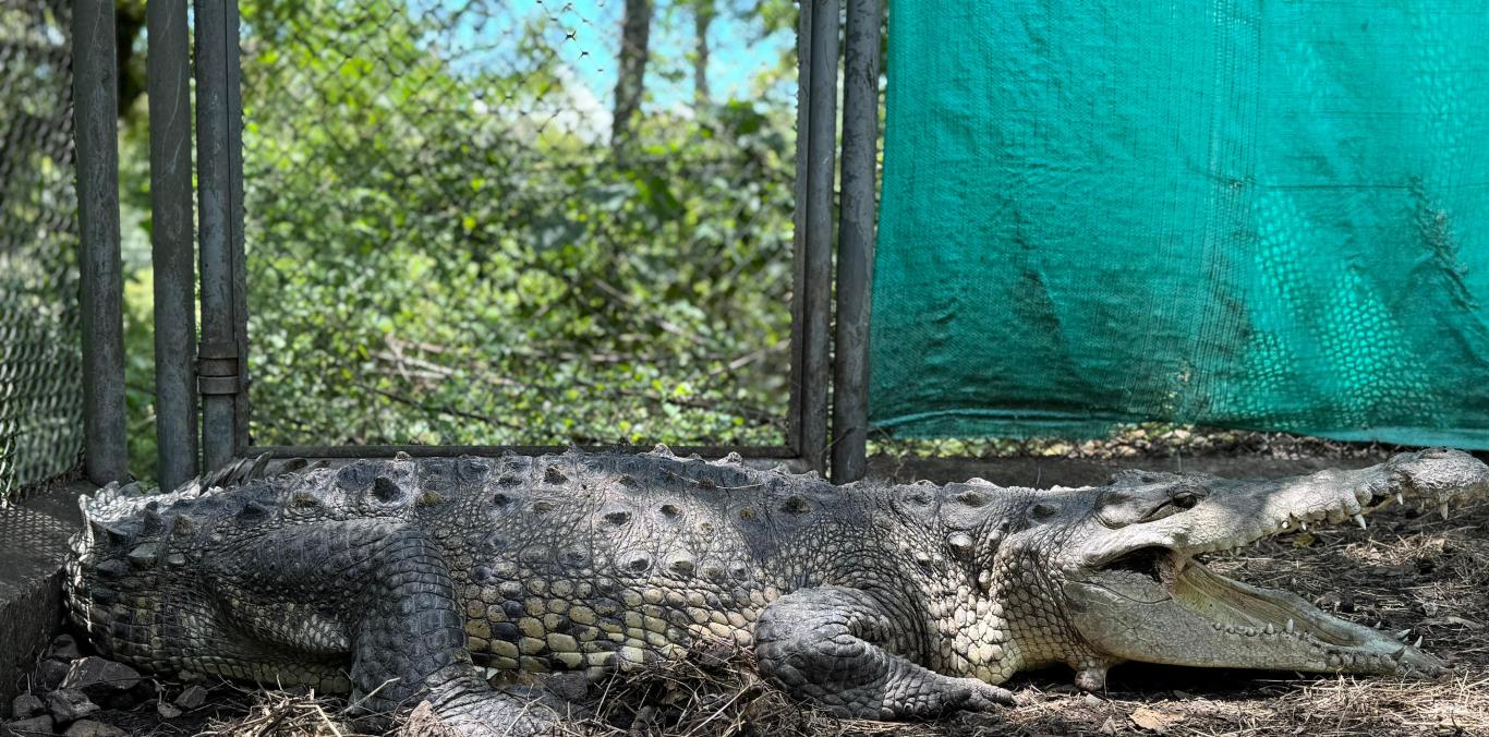 “ÑATA”, LA CAIMÁN QUE TENÍAN EN UN PATIO DE PALMIRA NO ESTABA EN BUENAS CONDICIONES