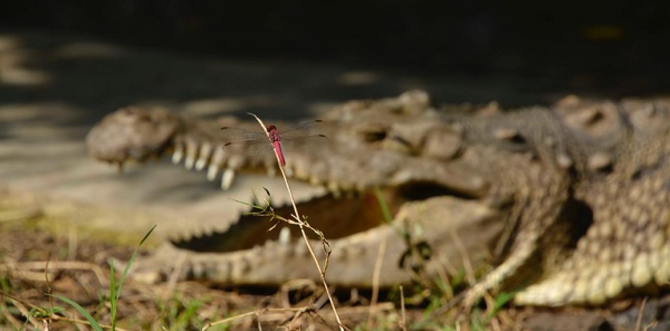 DESTINO DE LA CAIMÁN “ÑATA”, SERÁ UNA ESTACIÓN DE BIOLOGÍA TROPICAL EN EL META 