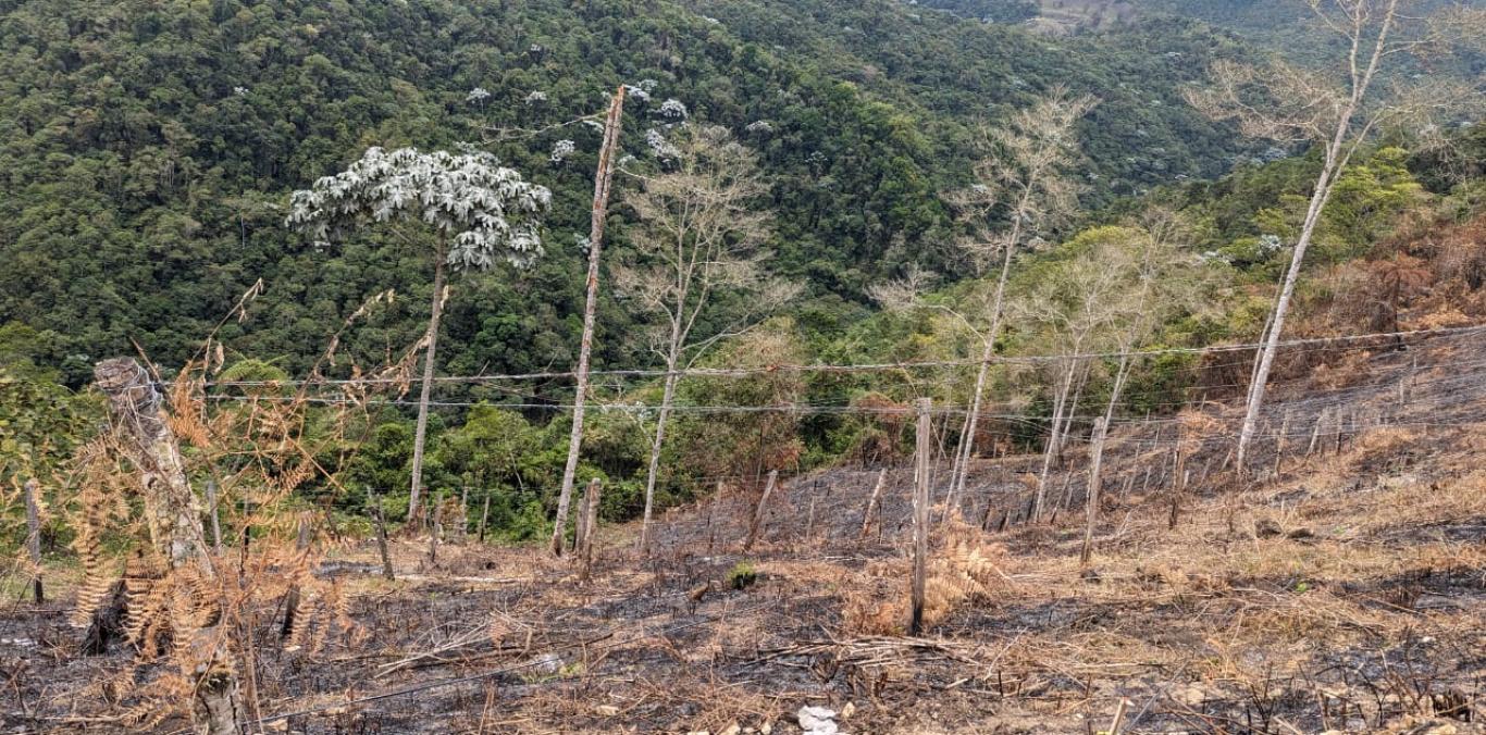 4.3 HECTÁREAS SE VIERON AFECTADAS POR INCENDIO EN CALIMA EL DARIÉN