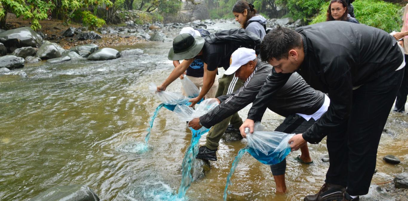 20 MIL ALEVINOS SE SEMBRARON EN EL RÍO CALI