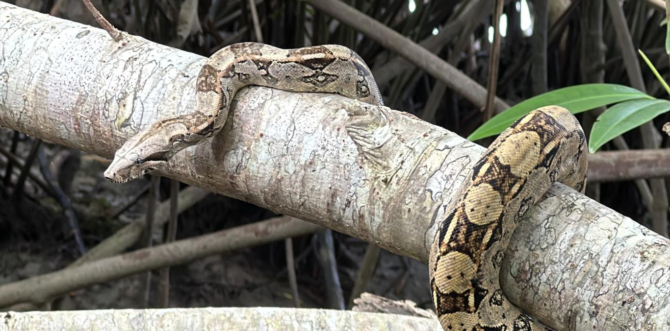 84 ANIMALES SILVESTRES RECIBIRÁN EL 2025 EN TOTAL LIBERTAD