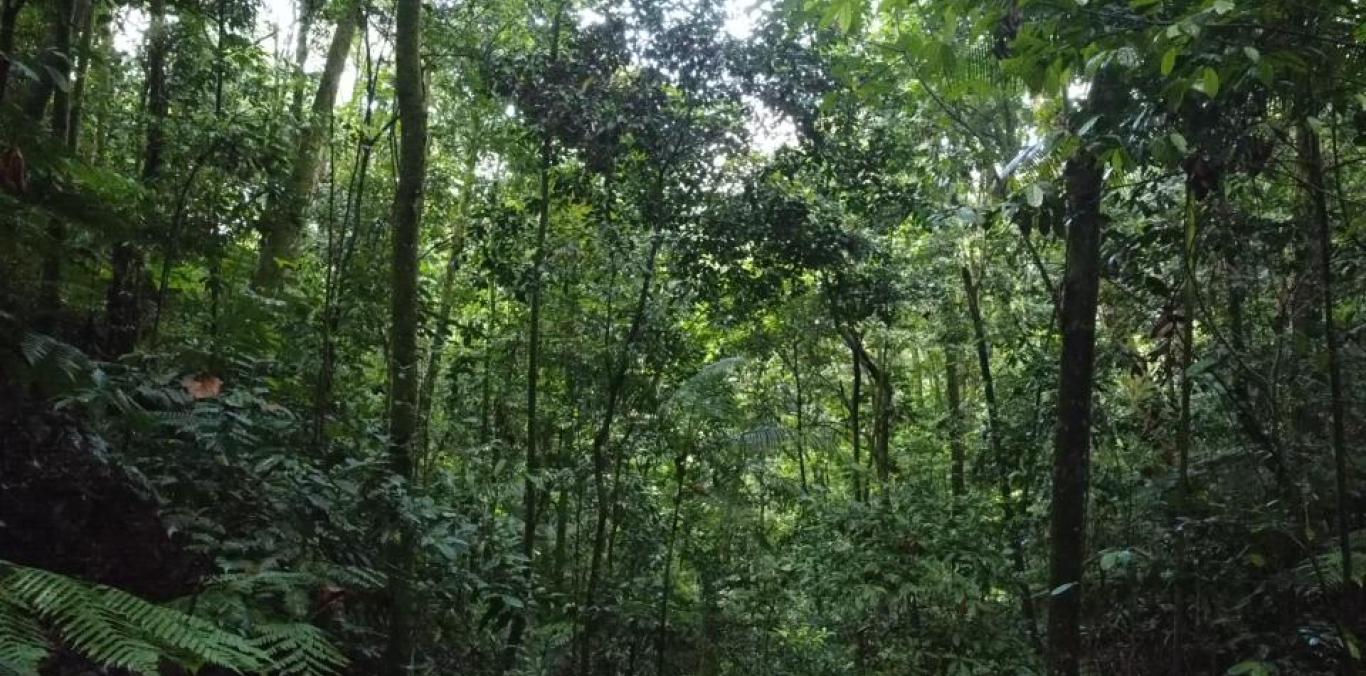 CVC VIGILA LOS BOSQUES DESDE EL CIELO, AHORA CON UN ALCANCE DEL 95%