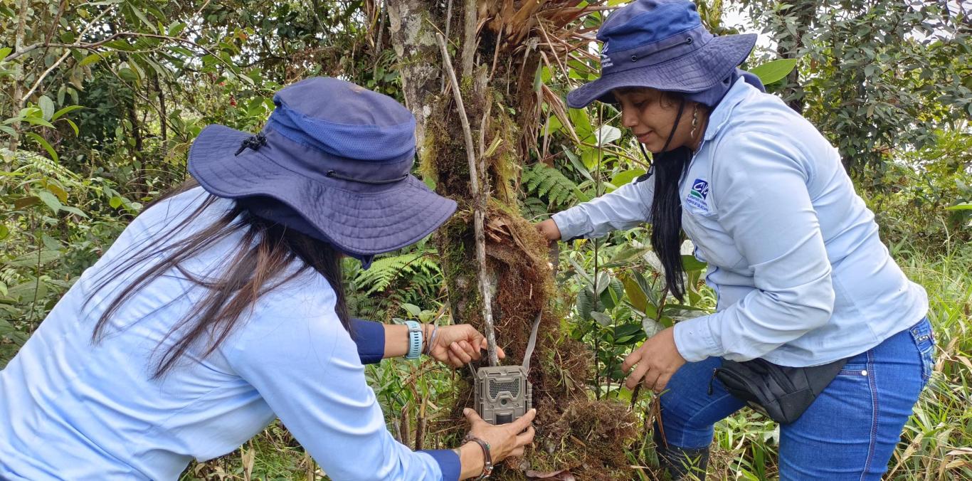 CÁMARAS TRAMPAS SE INSTALARON EN LOS SITIOS DONDE SE REPORTARON ATAQUES DE UN FELINO EN DAGUA