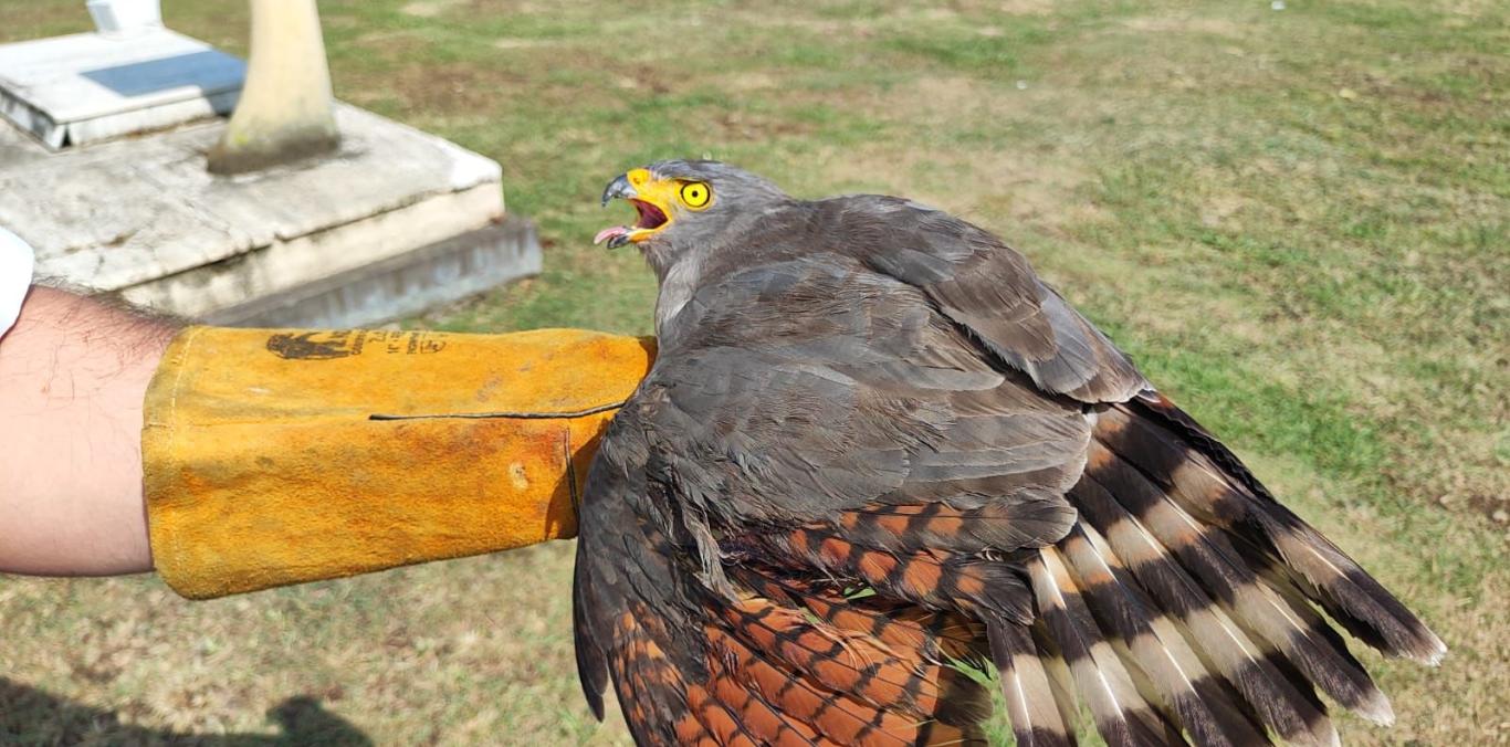 RESCATAN A GAVILÁN EN EL CEMENTERIO DE BUGA