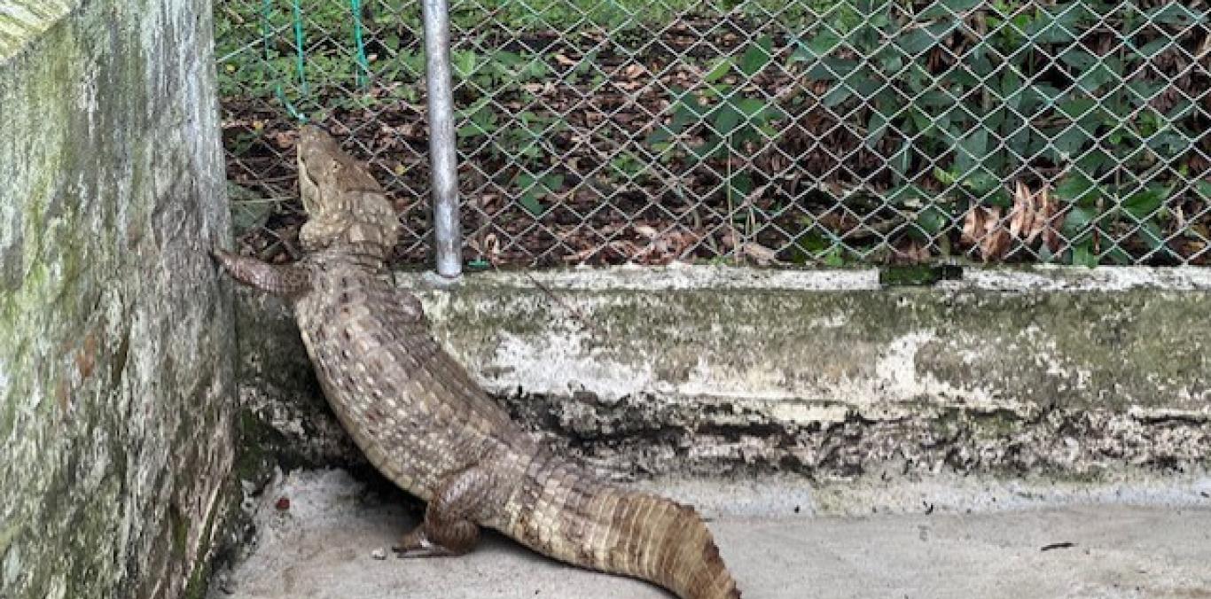 CVC RESCATA BABILLA DE 38 KILOGRAMOS CERCA AL PARQUE DE LA SALUD EN CARTAGO