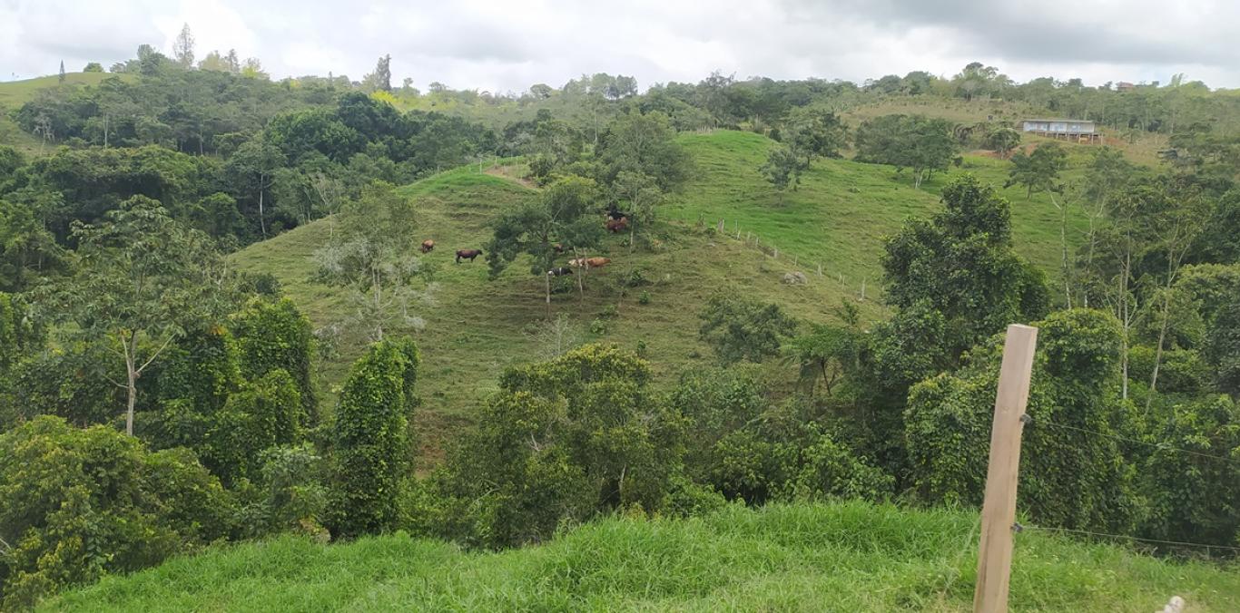 GANADEROS DEL MUNICIPIO DE DAGUA PODRÁN OBTENER MATERIAL FORESTAL DE LA CVC