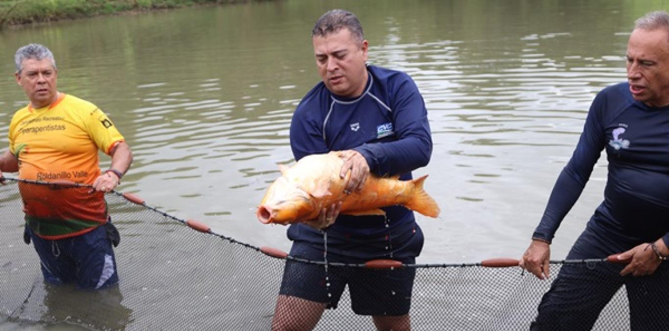 RÍOS Y HUMEDALES DEL VALLE YA HAN SIDO REPOBLADOS CON 4 MILLONES DE PECES DESDE EL 2020