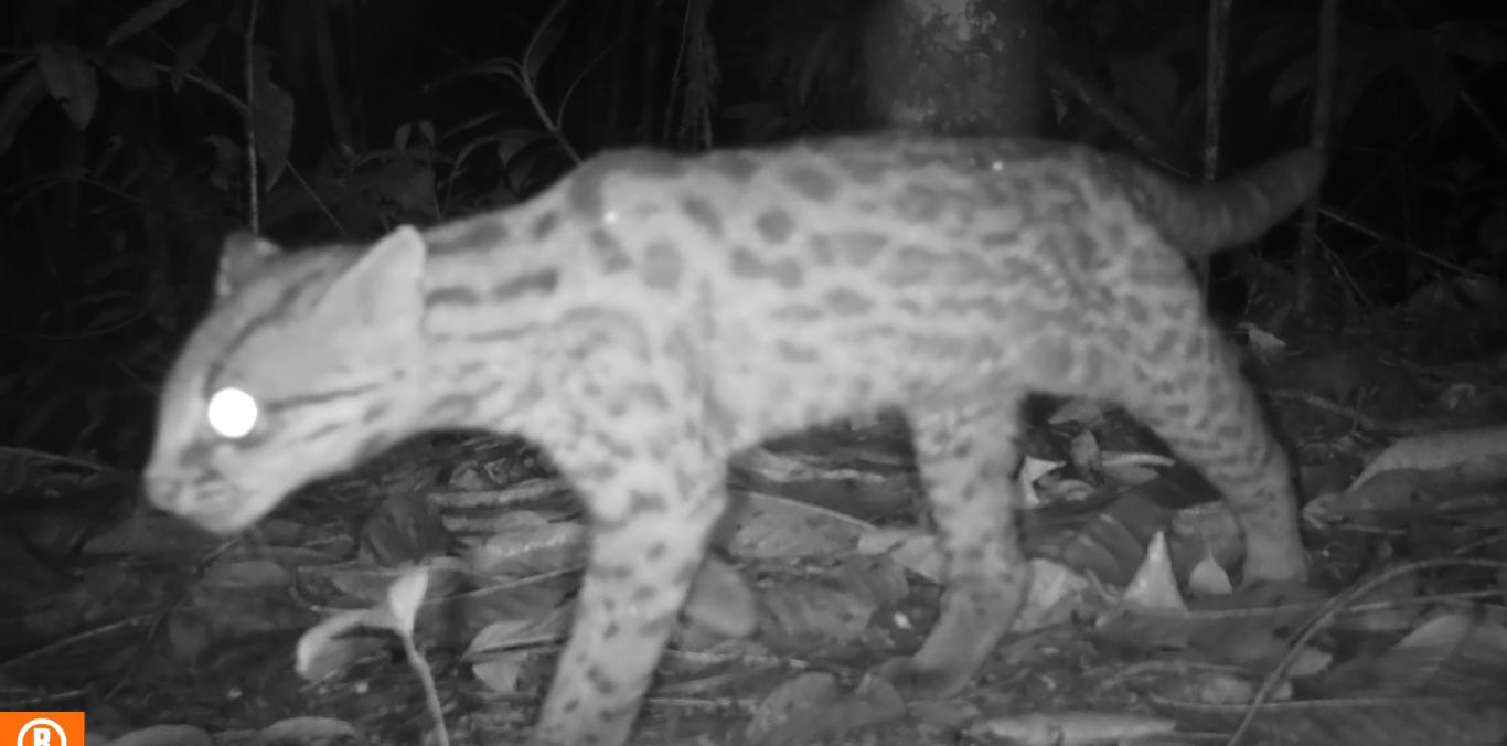 CÁMARAS TRAMPA CAPTAN PUMAS, TIGRILLOS, GUAGUAS Y GUATINES A SOLO MEDIA HORA DE CALI