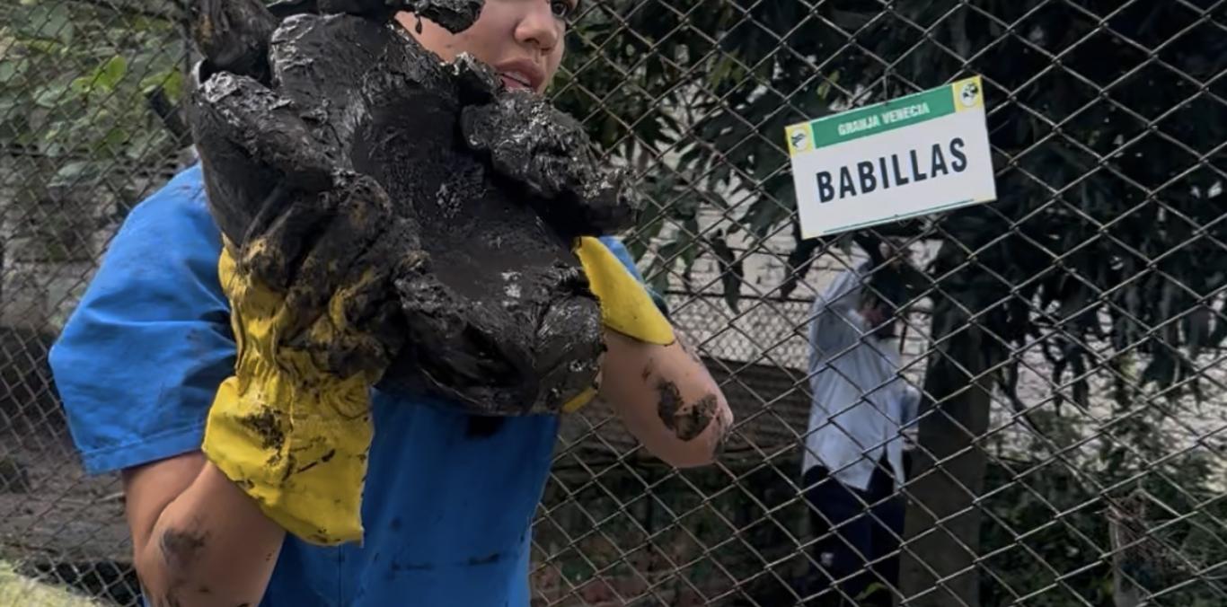 UNA BABILLA Y 32 TORTUGAS BUSCARÁN LA LIBERTAD TRAS 17 AÑOS DE CAUTIVERIO