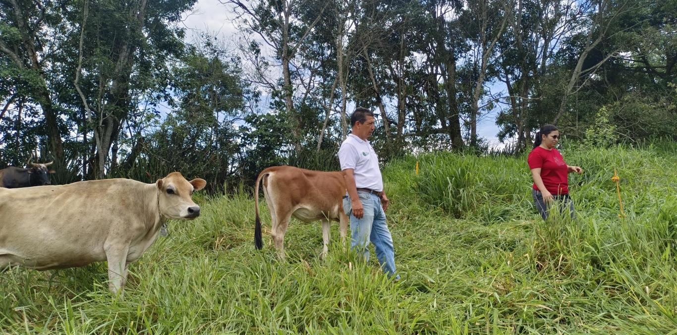 CVC SIGUE FORTALECIENDO PRÁCTICAS SILVOPASTORILES INNOVADORAS CON GANADEROS DE DAGUA