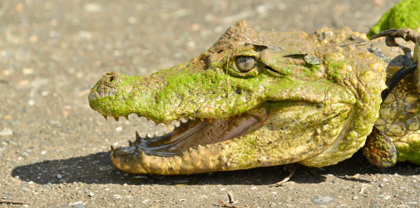 RESCATAN DOS BABILLAS ATRAPADAS EN PISCINA ABANDONADA EN OBANDO